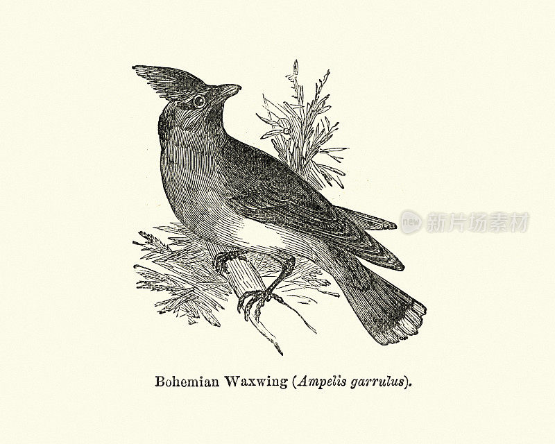 鸟类，波西米亚蜡翼鸟(Bombycilla garrulus)